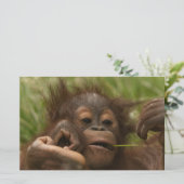 Orangutan Baby Briefpapier (Staand voorkant)