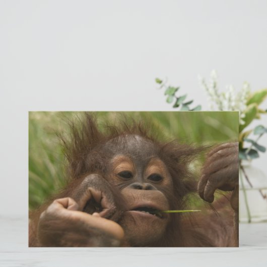 Orangutan Baby Briefpapier (Staand voorkant)
