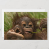 Orangutan Baby Briefpapier (Voorkant / Achterkant)