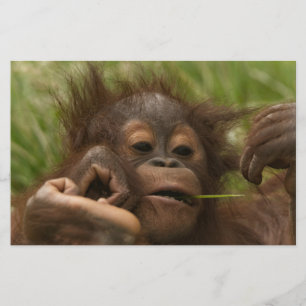 Orangutan Baby Briefpapier