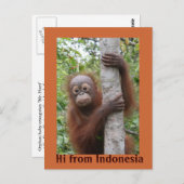 Orangutan Baby Hi uit Indonesië Briefkaart (Voorkant / Achterkant)