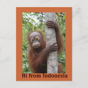 Orangutan Baby Hi uit Indonesië Briefkaart