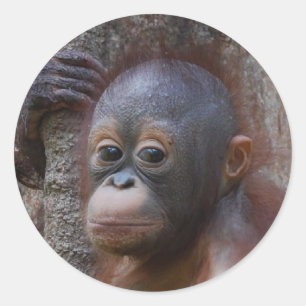 Orangutan Baby in Forest Ronde Sticker