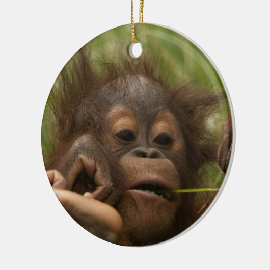 Orangutan Baby Keramisch Ornament (Links)