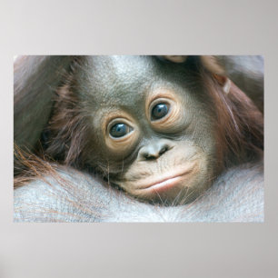 Orangutan Baby klaagt aan zijn moeder Poster
