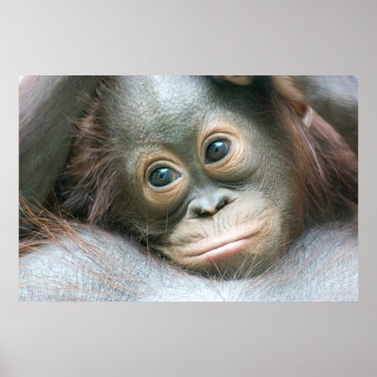 Orangutan Baby klaagt aan zijn moeder Poster (Voorkant)