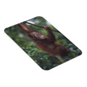 Orangutan Baby Klim Liana Magneet (Rechterzijde)