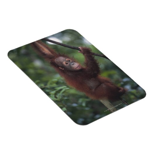 Orangutan Baby Klim Liana Magneet (Rechterzijde)