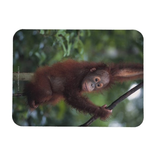 Orangutan Baby Klim Liana Magneet (Horizontaal)