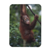 Orangutan Baby Klim Liana Magneet (Verticaal)