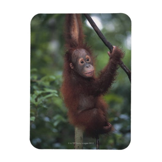 Orangutan Baby Klim Liana Magneet (Verticaal)