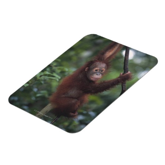 Orangutan Baby Klim Liana Magneet (Linkerzijde)