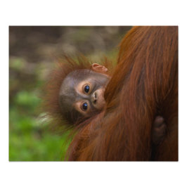 Orangutan Baby met een peek Foto Afdruk