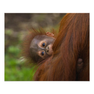 Orangutan Baby met een peek Foto Afdruk