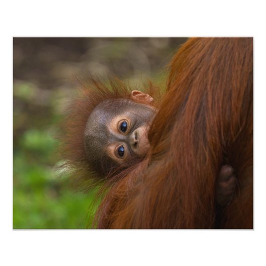 Orangutan Baby met een peek Foto Afdruk (Voorkant)