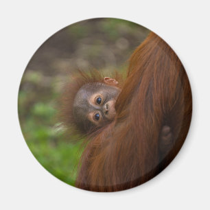 Orangutan Baby met een peek Magneet