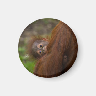 Orangutan Baby met een peek Magneet