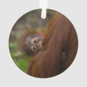 Orangutan Baby met een peek Ornament (achterkant)