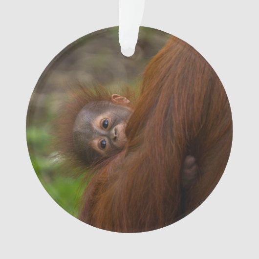 Orangutan Baby met een peek Ornament (voorkant)