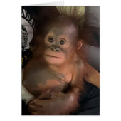 Orangutan Baby Orphan Crystal (Voorkant)