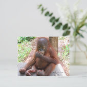 Orangutan Baby Orphan Eats Peanuts Briefkaart (Staand voorkant)