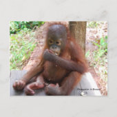 Orangutan Baby Orphan Eats Peanuts Briefkaart (Voorkant)
