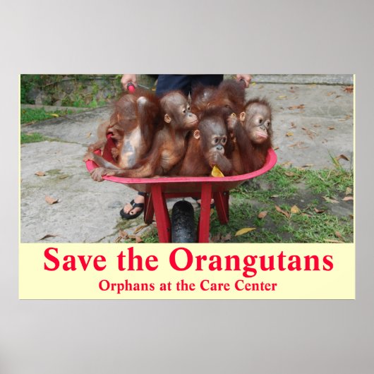Orangutan Baby Orphans Ga naar school Poster (Voorkant)