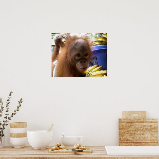 Orangutan Baby Poster (Keuken)
