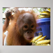 Orangutan Baby Poster (Voorkant)