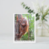 Orangutan Baby Uttuh in het regenwoud Briefkaart (Staand voorkant)