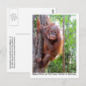 Orangutan Baby Uttuh in het regenwoud Briefkaart (Voorkant / Achterkant)