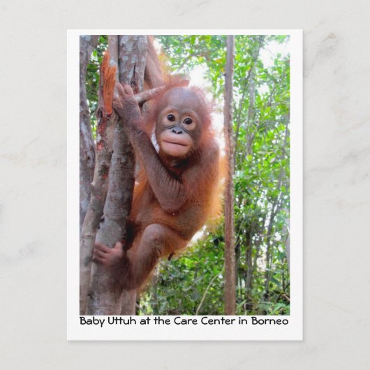 Orangutan Baby Uttuh in het regenwoud Briefkaart (Voorkant)