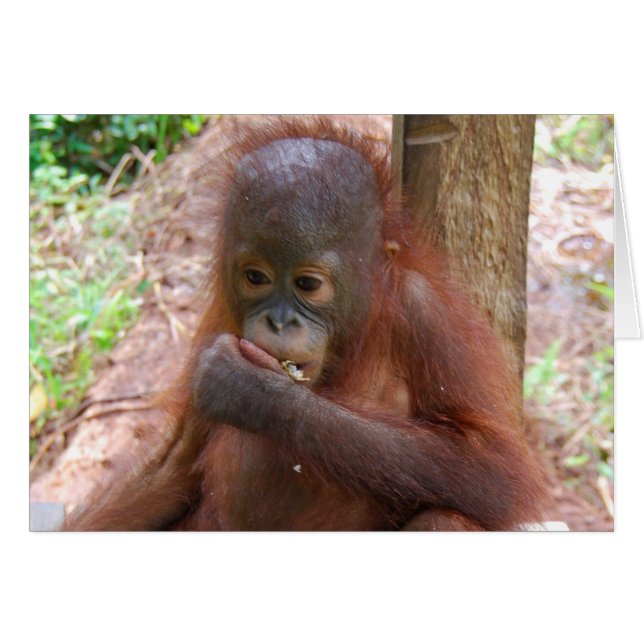 Orangutan Baby van de school van Borneo Oerwoud (Voorkant Horizontaal)