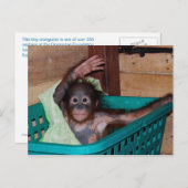 Orangutan bij het Sanctuary Briefkaart (Voorkant / Achterkant)