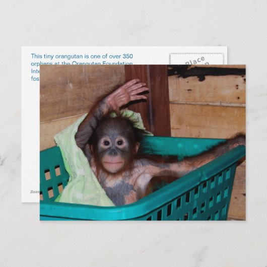 Orangutan bij het Sanctuary Briefkaart (Voorkant / Achterkant)