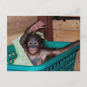 Orangutan bij het Sanctuary Briefkaart