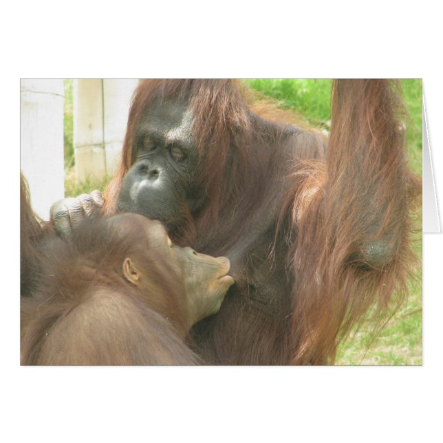 Orangutan Borstvoeding (Voorkant Horizontaal)