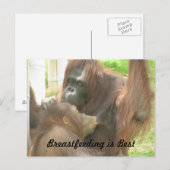 Orangutan Borstvoeding Briefkaart (Voorkant / Achterkant)