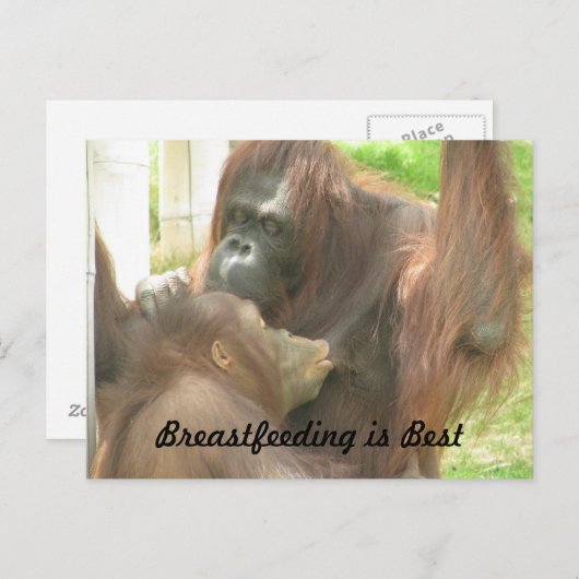 Orangutan Borstvoeding Briefkaart (Voorkant / Achterkant)