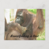 Orangutan Borstvoeding Briefkaart (Voorkant)