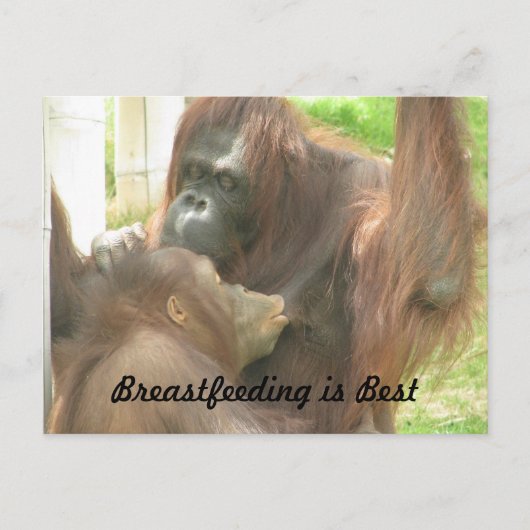Orangutan Borstvoeding Briefkaart (Voorkant)