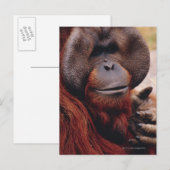 Orangutan Briefkaart (Voorkant / Achterkant)