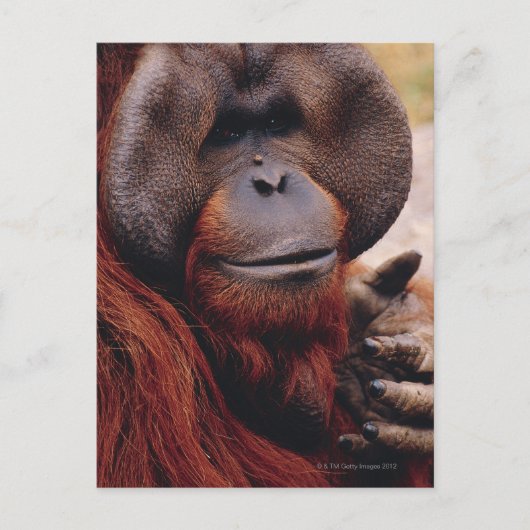 Orangutan Briefkaart (Voorkant)