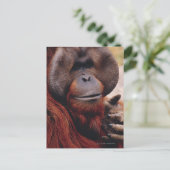 Orangutan Briefkaart (Staand voorkant)