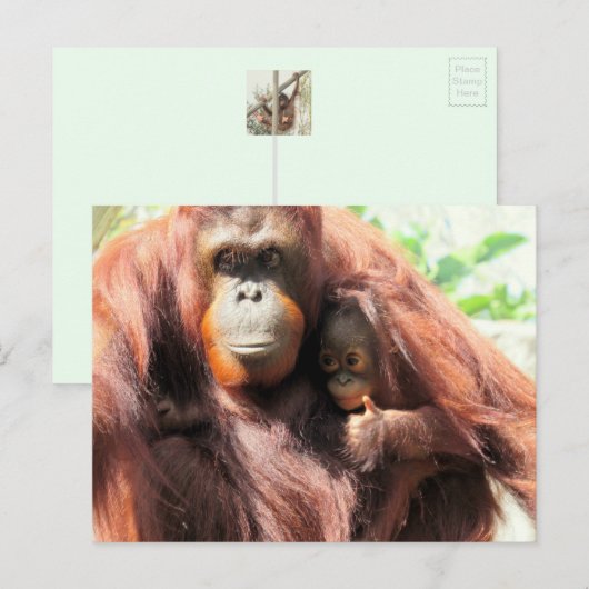 Orangutan Briefkaart (Voorkant / Achterkant)