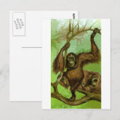 Orangutan Briefkaart (Voorkant / Achterkant)