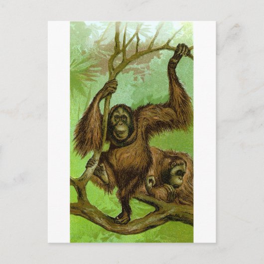 Orangutan Briefkaart (Voorkant)