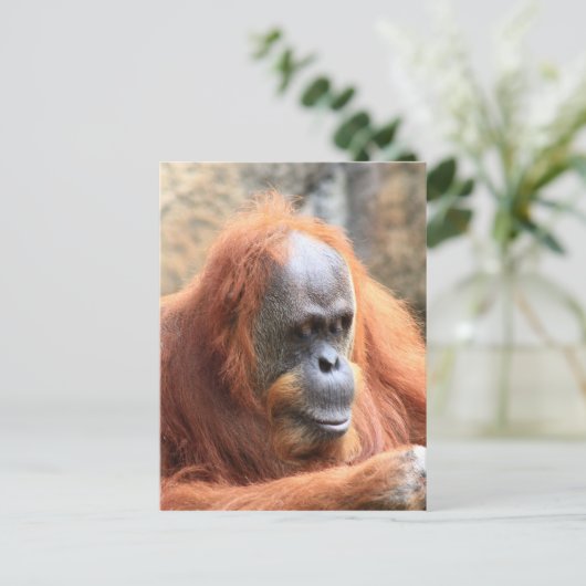 Orangutan Briefkaart (Staand voorkant)