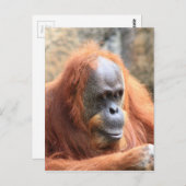 Orangutan Briefkaart (Voorkant / Achterkant)