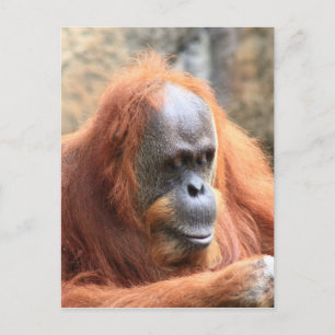 Orangutan Briefkaart